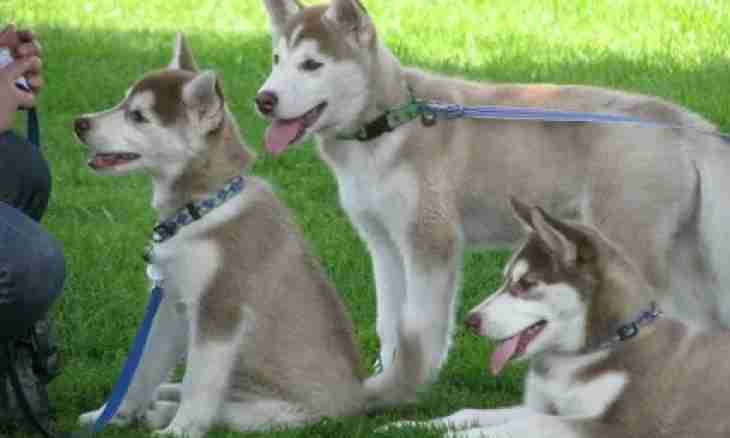 How to choose a puppy huskies upon purchase
