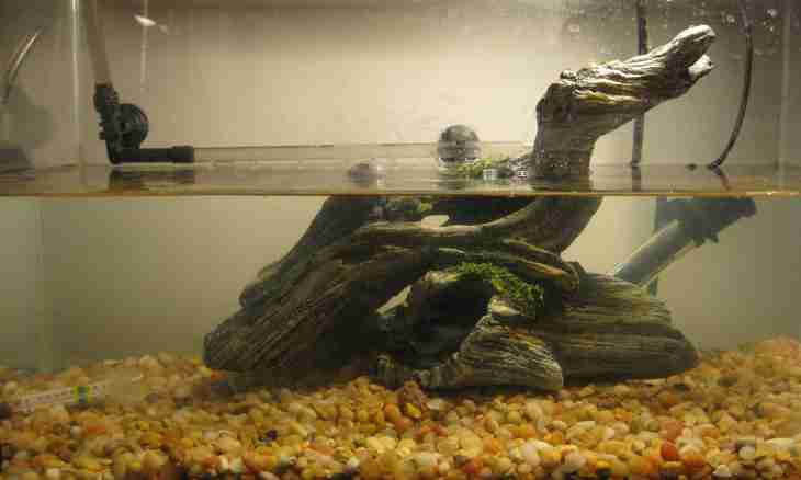 How to equip an aquarium for turtles