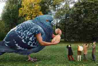 What bird the biggest on the planet
