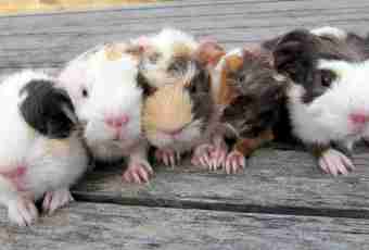 How many there live guinea pigs