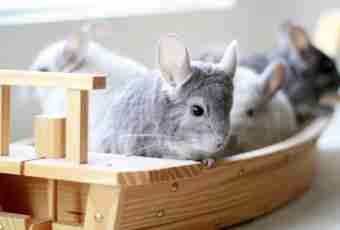 How to choose a chinchilla