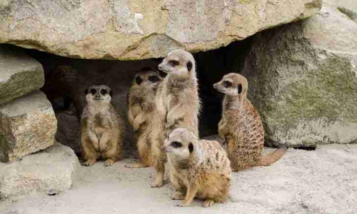 How to contain houses of meerkats