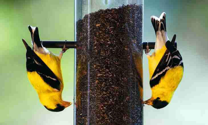 How to feed goldfinches