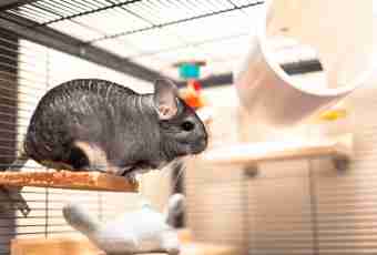 All about chinchillas: how to look after