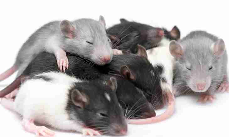 How to bathe decorative rats