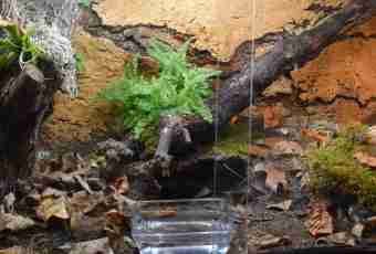 How to make a terrarium for an overland turtle