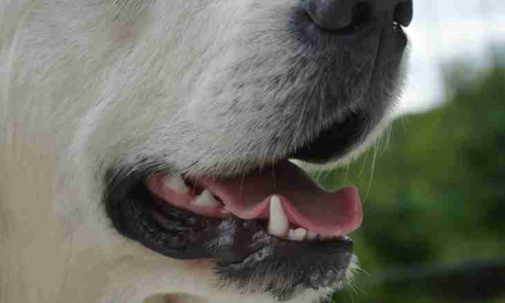 How to determine the age of a dog on teeth