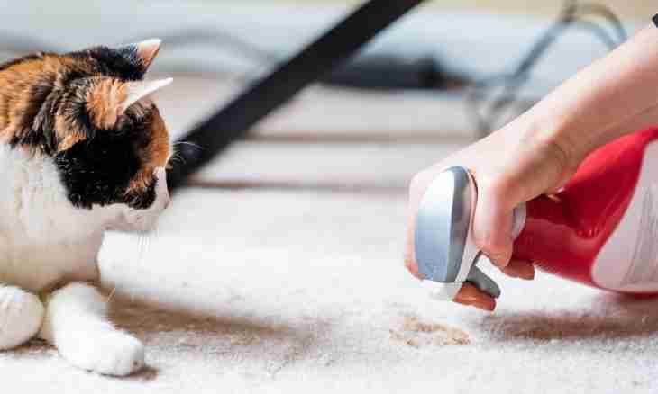 How to remove a smell of cat's urine from a carpet