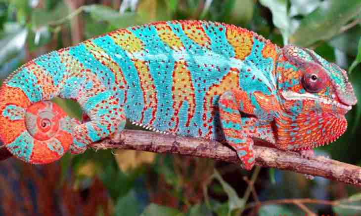 As the chameleon changes color