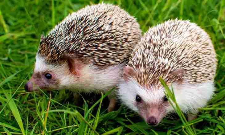Why hedgehogs love milk
