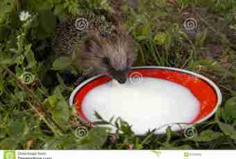 Whether hedgehogs can drink milk