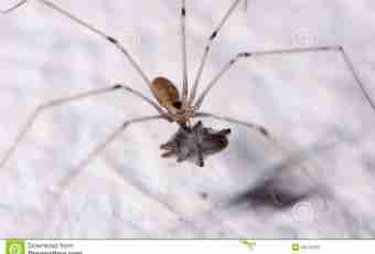What the house spider eats