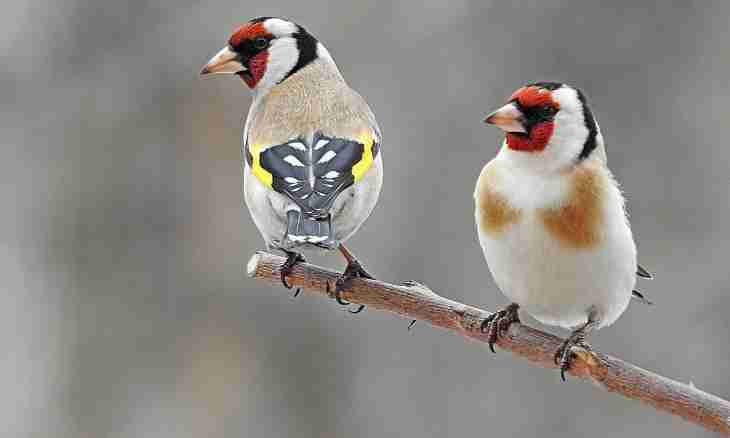 How to distinguish a male from a female of a goldfinch