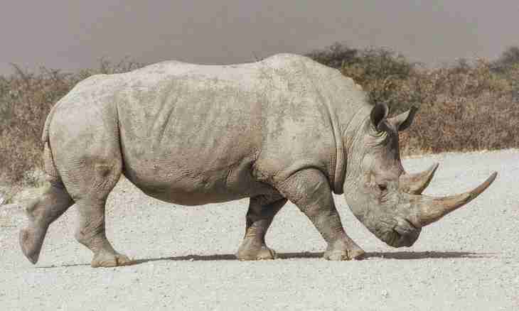 Who such white rhinoceros