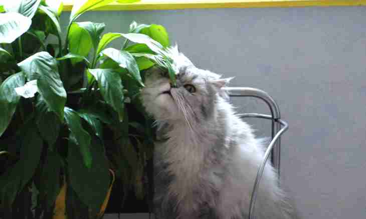 What plants are dangerous to cats