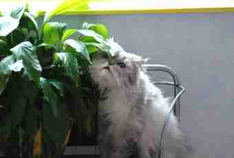 What plants are dangerous to cats