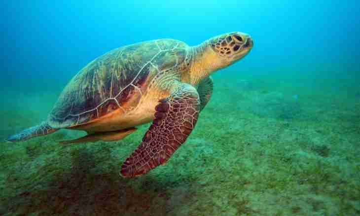 What the green sea turtle is well-known for