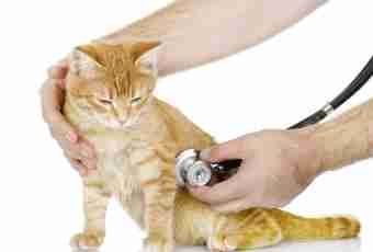 How to lull a sick cat