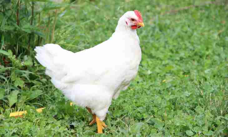 Leggorn: breed of hens of a high yaytsenoskost