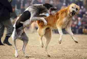How to separate the fighting dogs