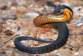 The most venomous snakes