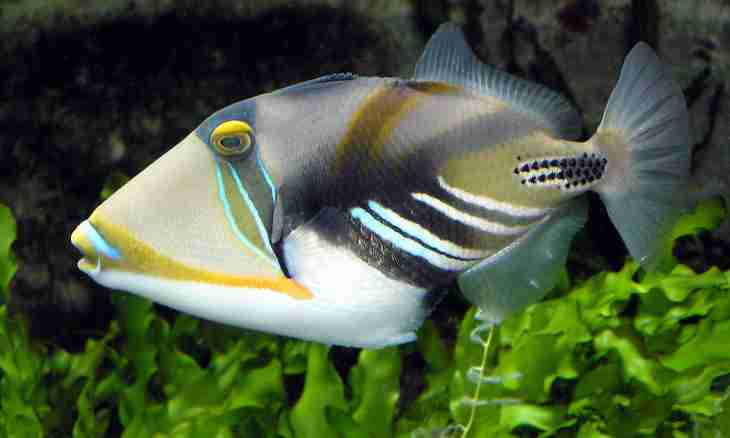The most unusual fishes
