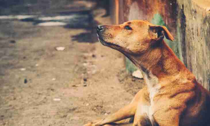 How to expel a stray dog