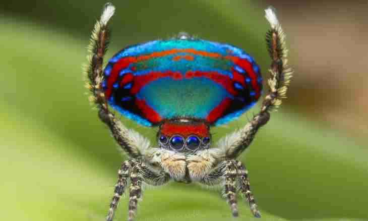 Species of bird spiders: we learn fauna