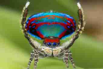 Species of bird spiders: we learn fauna