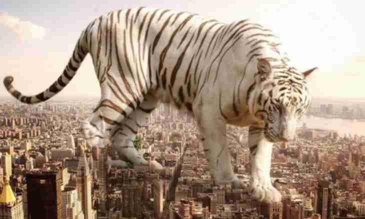 What largest bryukhonogy animal in the world
