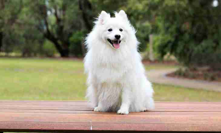 How to choose a spitz-dog puppy