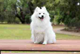 How to choose a spitz-dog puppy
