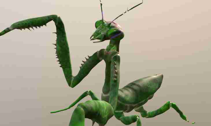 Who such mantis