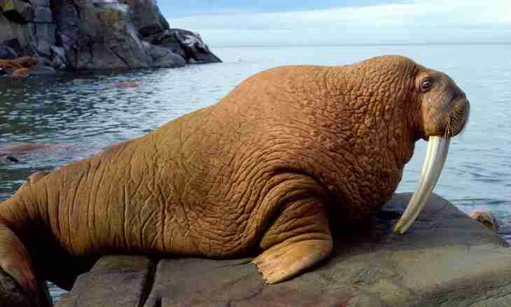 The interesting facts about walruses