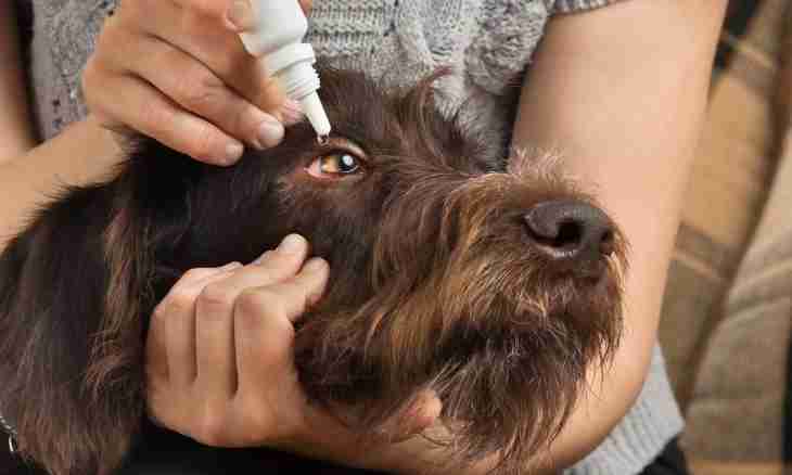 Medicines from pincers for dogs