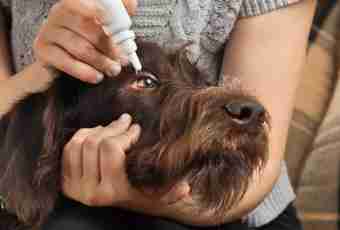 Medicines from pincers for dogs