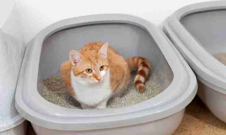 What to do if the kitten does not go to a toilet more
