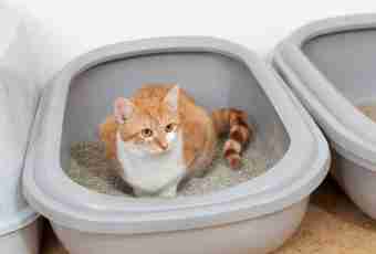 What to do if the kitten does not go to a toilet more