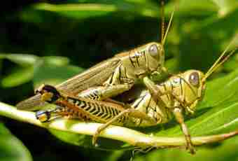 As grasshoppers make sounds