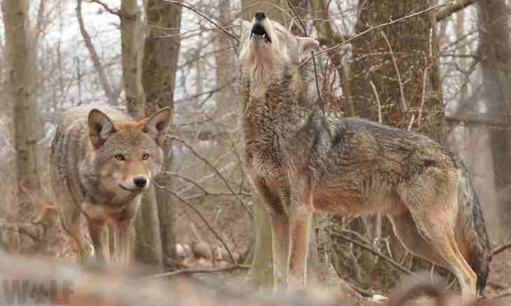 Why wolves howl