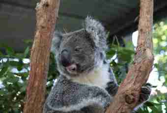 All about koalas