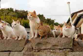How many there live cats