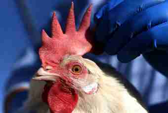 The most widespread diseases of chickens layers