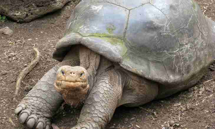 Why Abingdonsky elephant turtles died out