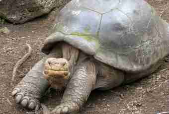 Why Abingdonsky elephant turtles died out