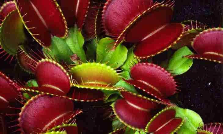 What are insectivorous plants