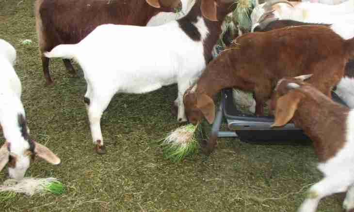How to raise goat yields of milk