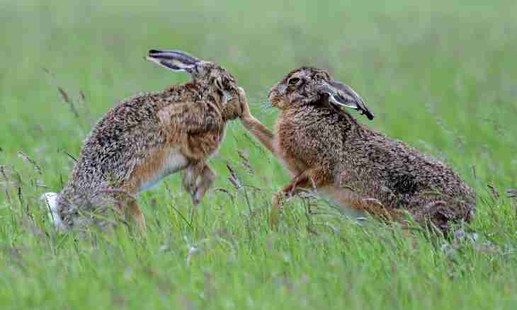 How to call a hare