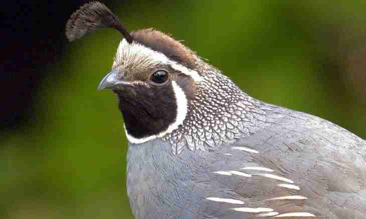 How to distinguish quails of males from females