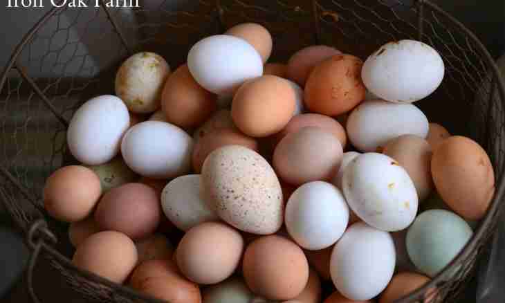 What bird lays the biggest eggs
